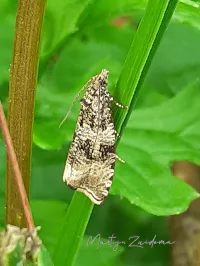 Lichte granietmot [Eudonia lacustrata]